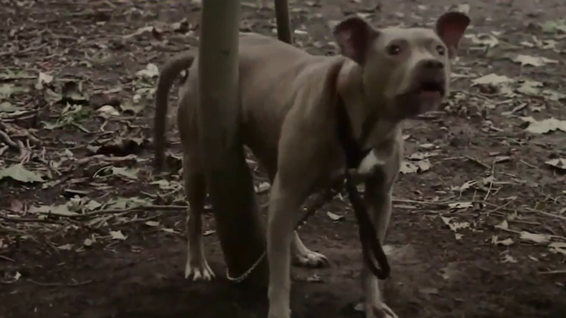 Jogger Finds Pit Bull Chained Deep In The Woods Screaming For Help