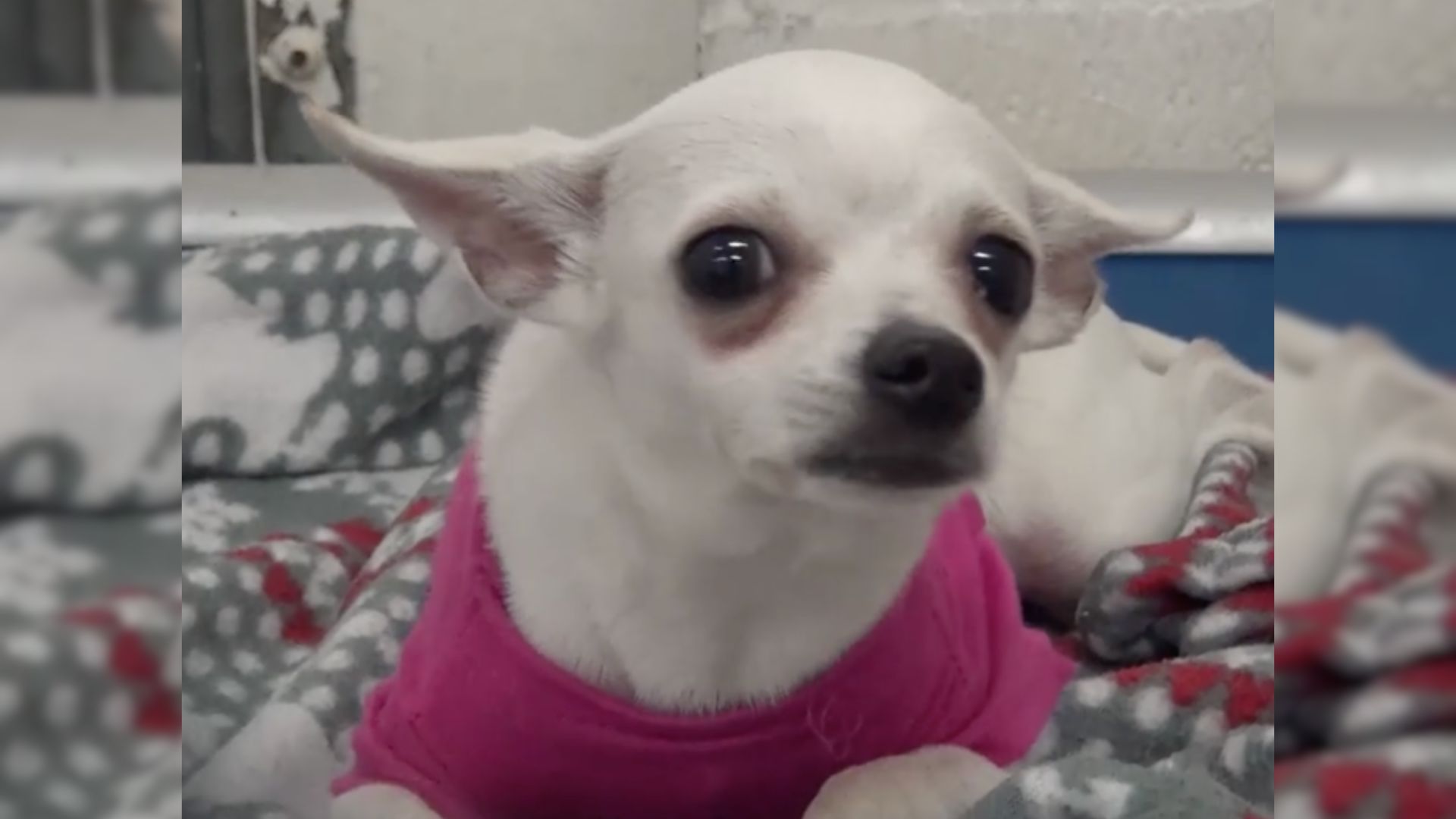 Heartbroken Chihuahua Can’t Stop Crying After Being Abandoned By Her Family