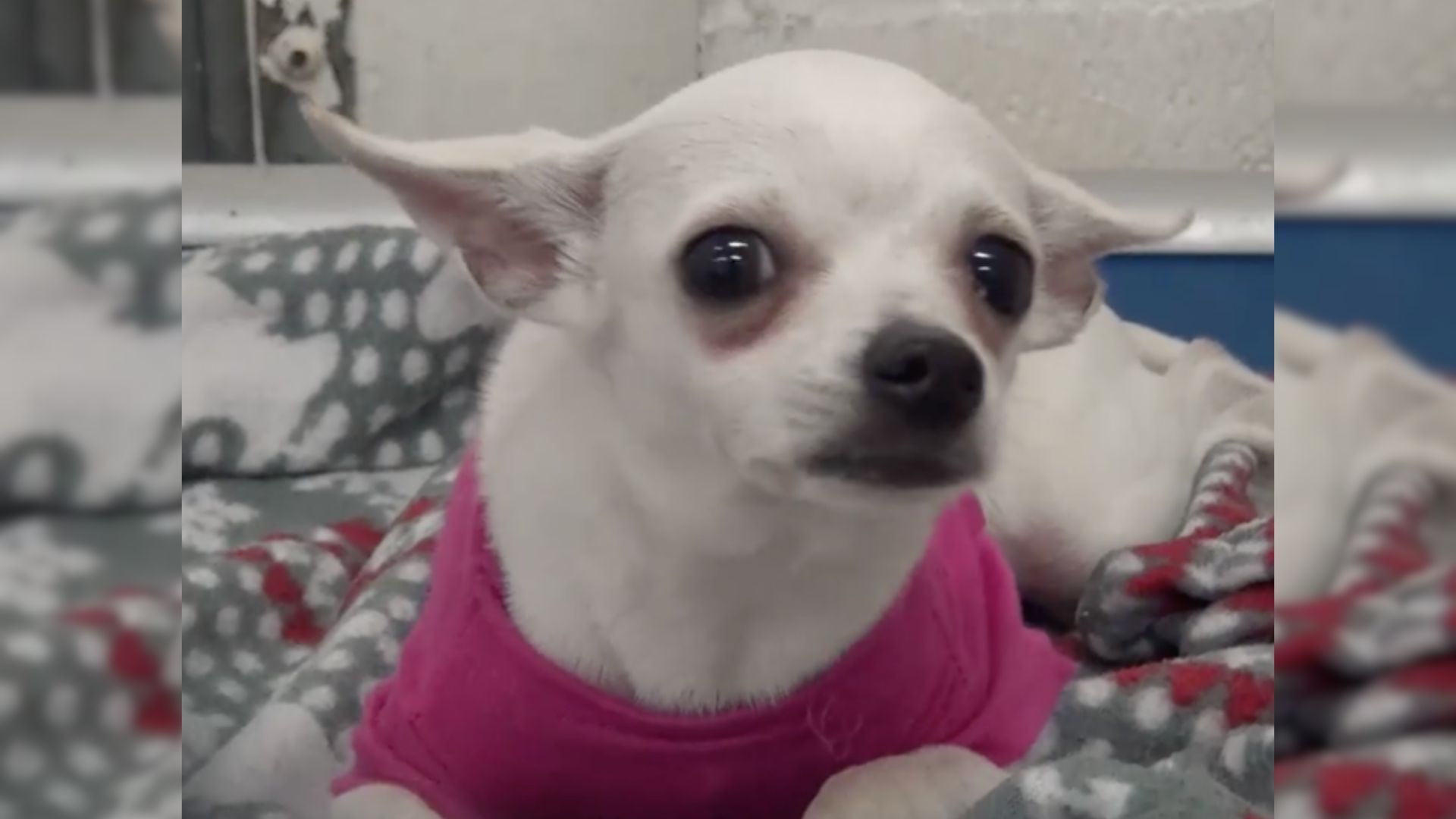 photo of chihuahua