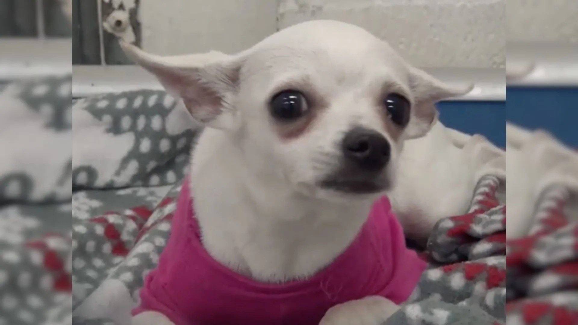 photo of chihuahua