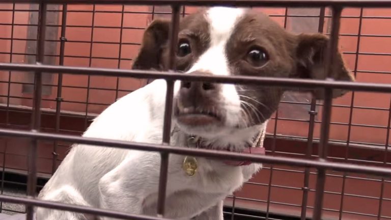 Little Dog Abandoned By The Airport