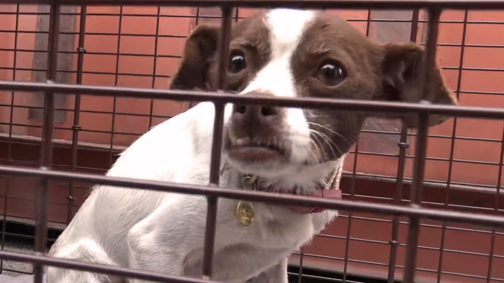 Tiny Dog Abandoned By The Airport Because Her Owners Did Not Want Her Anymore