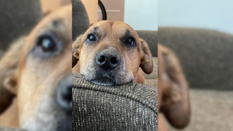 happy dog in the house
