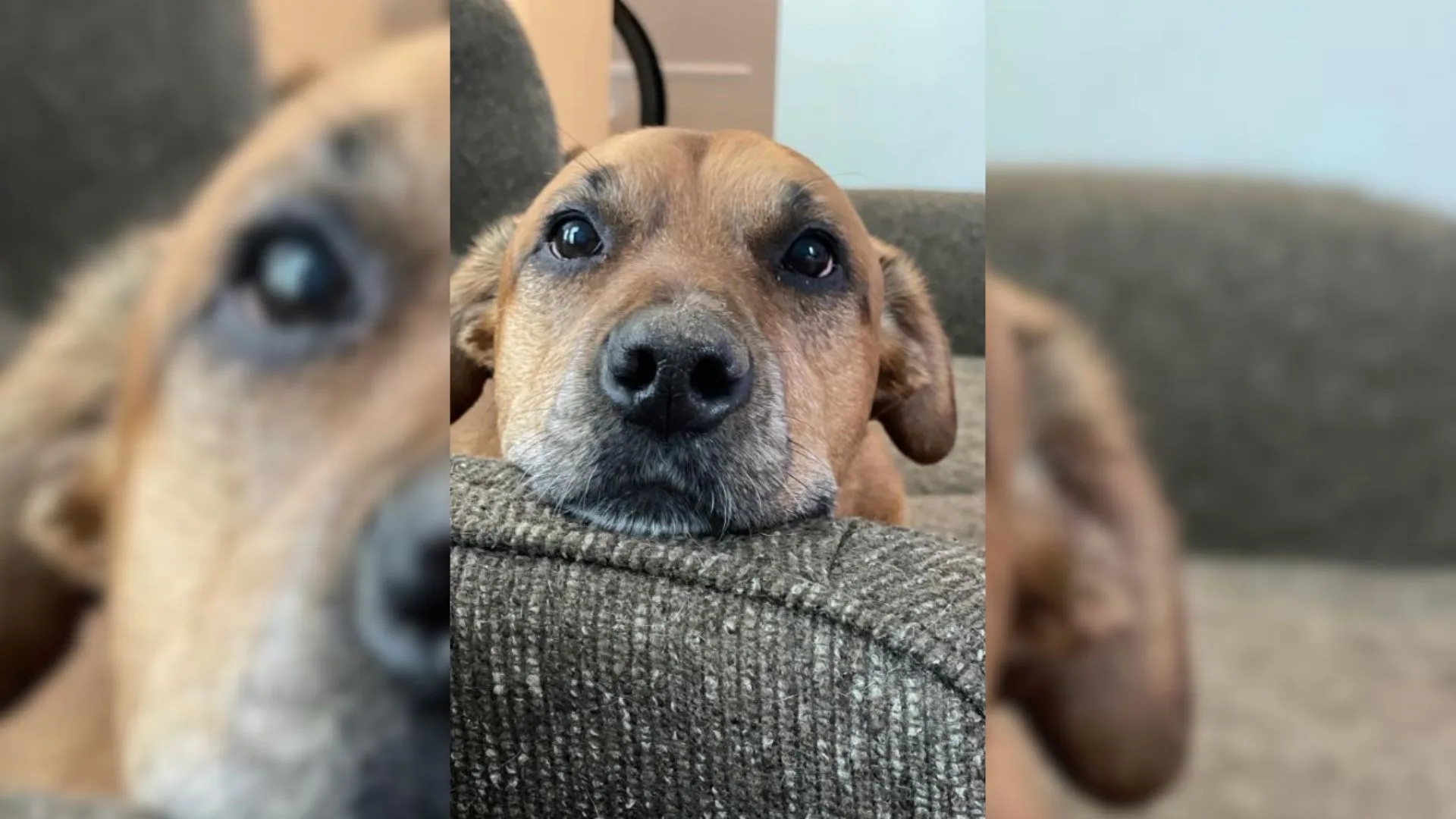 Un perro solitario encuentra su hogar gracias a un compasivo veterinario que lo adoptó