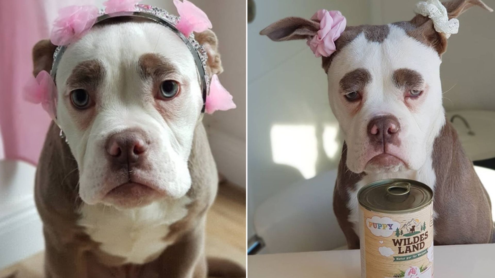 Madame Eyebrows Is The Saddest Looking Dog You’re Gonna See Today