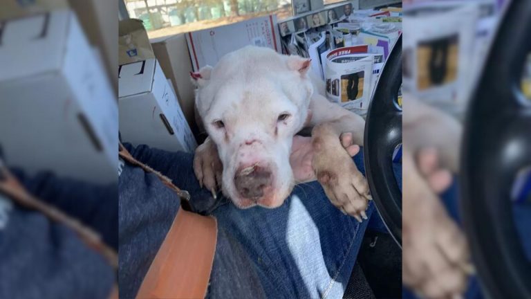 Mailman Sees A Pup Collapsed On The Side