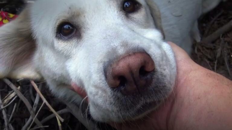 white dog in a woods