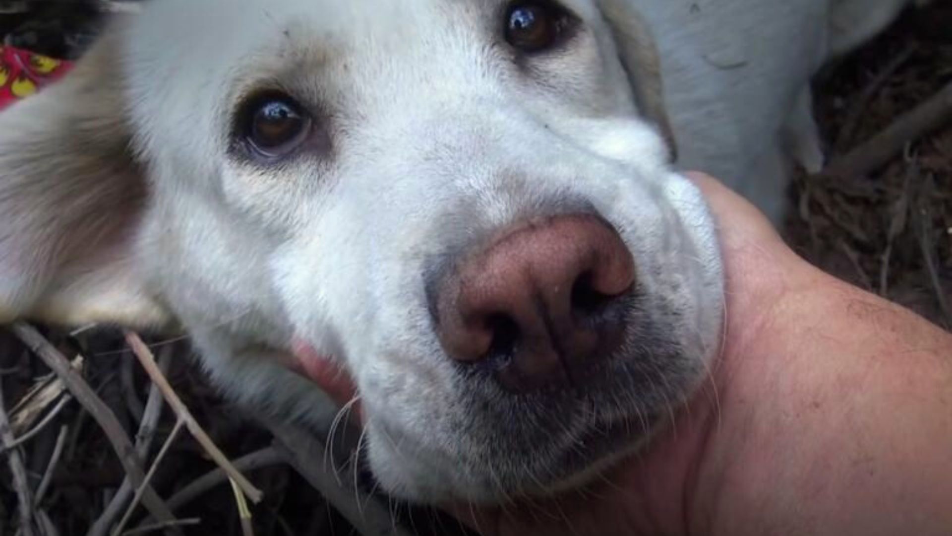 Mama Dog Showed Her Rescuers The Sweetest Smile When She Got Reunited With Her Babies
