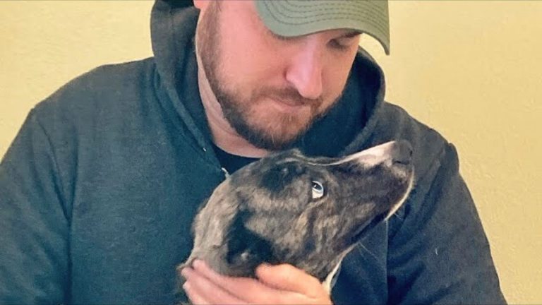 Mama Dog Who Finally Got Rescued