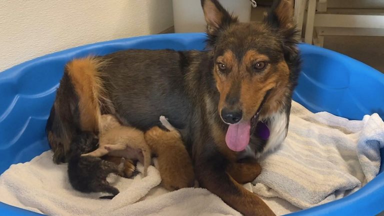 mom dog adopted little kittens