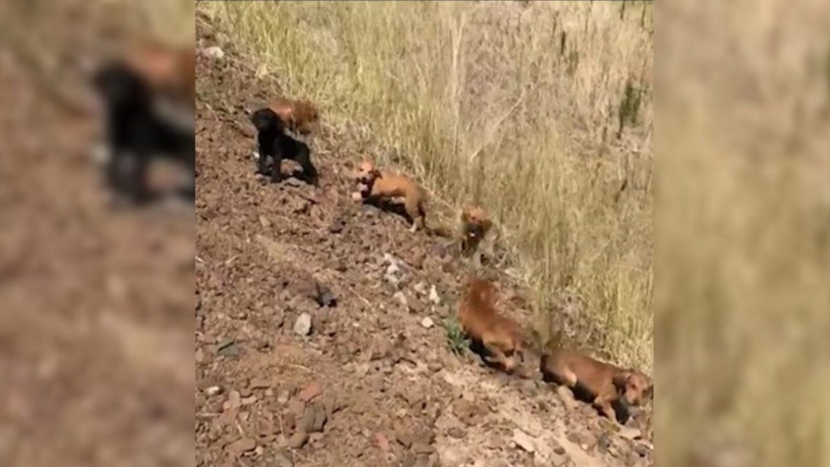 Man Ambushed By 7 Puppies Abandoned In The Middle Of Nowhere