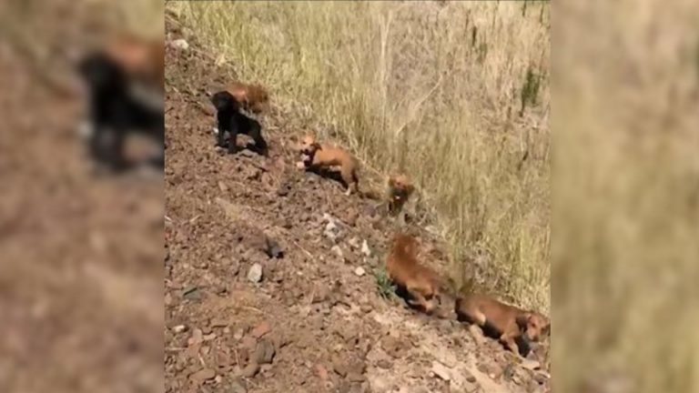 photo of abandoned puppies