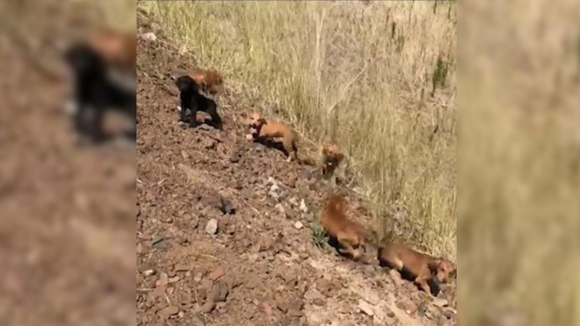 Man Ambushed By 7 Puppies Abandoned In The Middle Of Nowhere