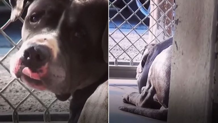 Dog next to fence