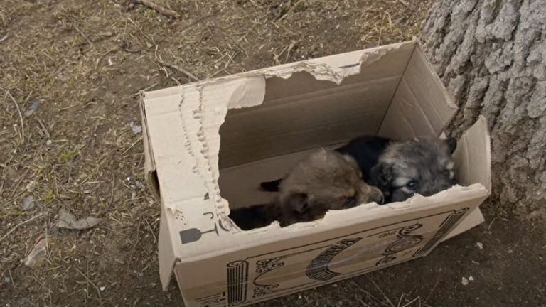 puppies in the box
