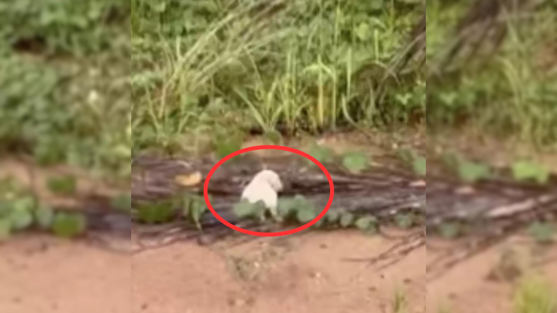 Man Heard A Loud Noise In The Forest And Was Surprised By What He Discovered
