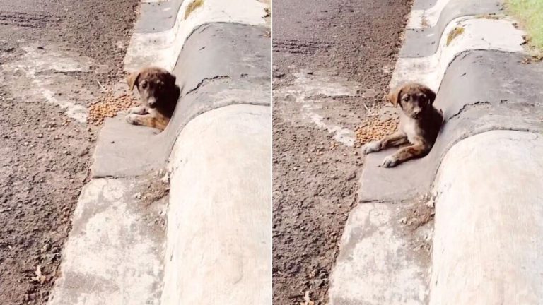 dog peeking through drain pipe