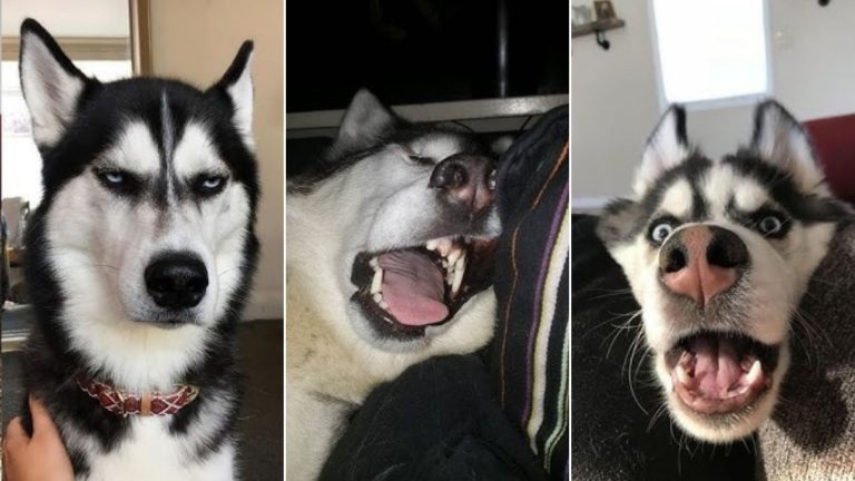 photo of dramatic husky