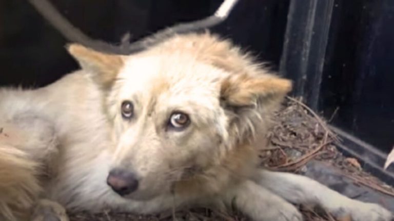 motionless dog needs help
