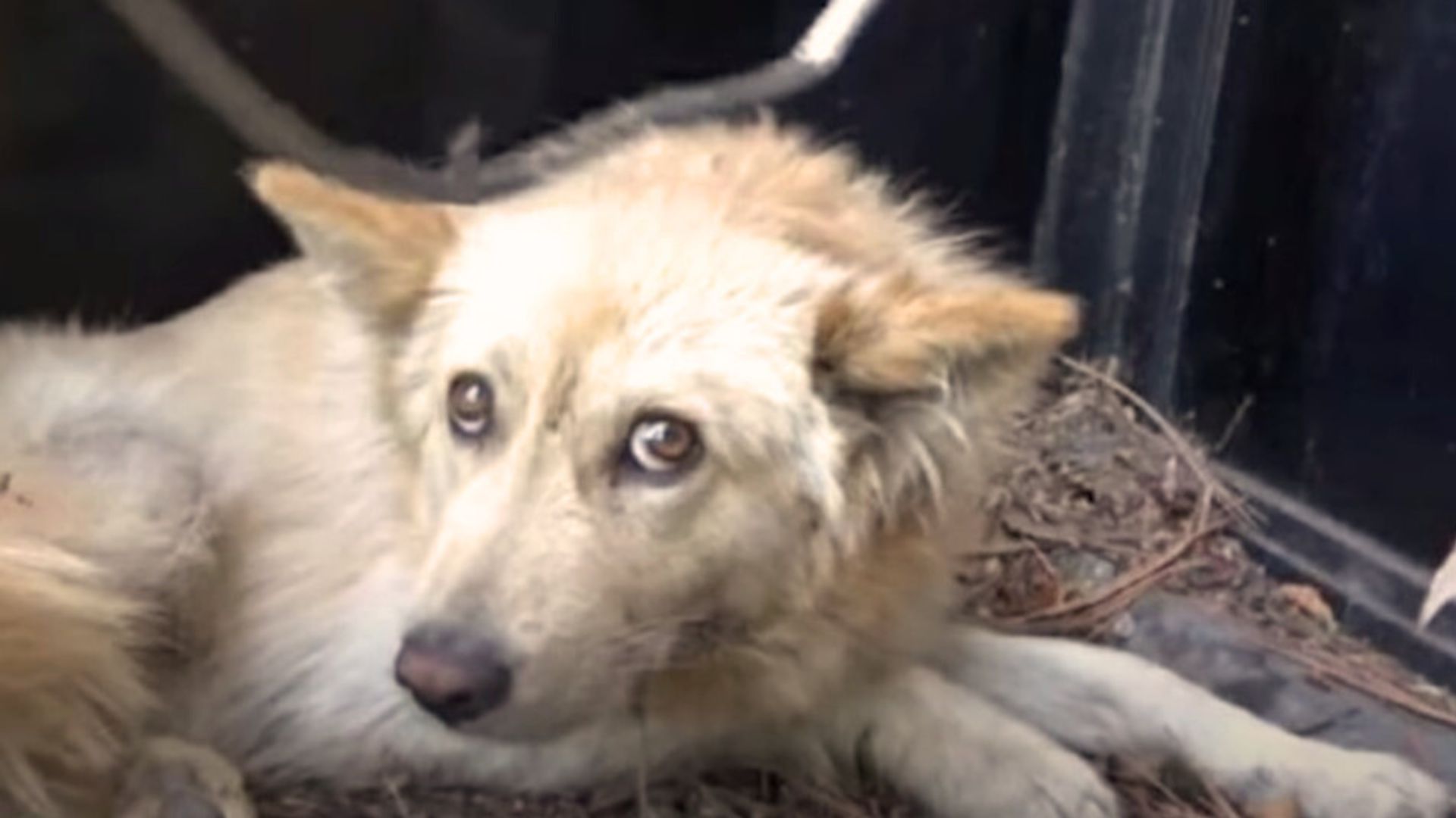 Man Who Spotted A Motionless Dog Saw In His Eyes That He Wanted Help