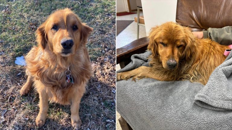 photo of missing dog