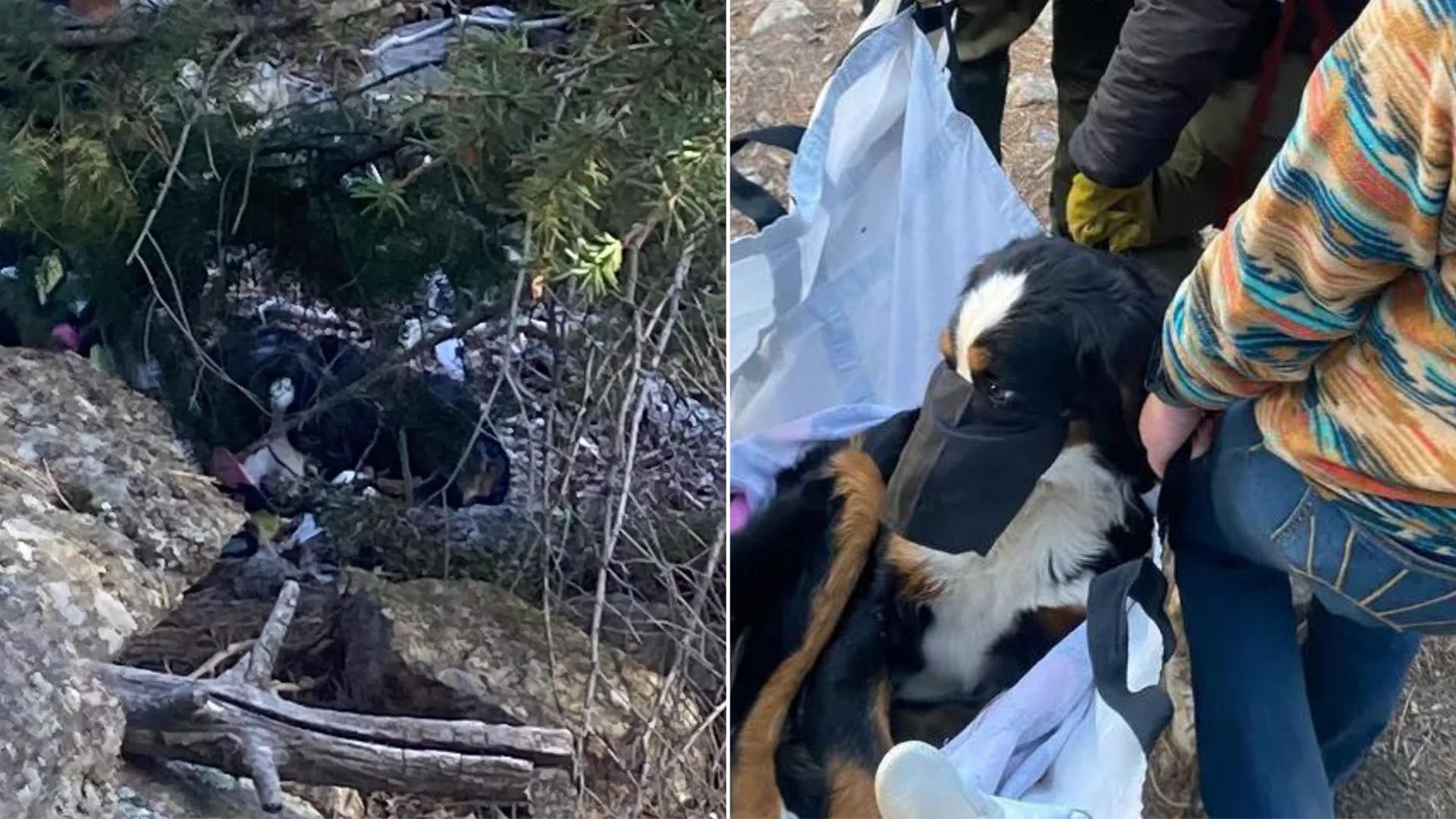 rescuing the missing dog from mountains