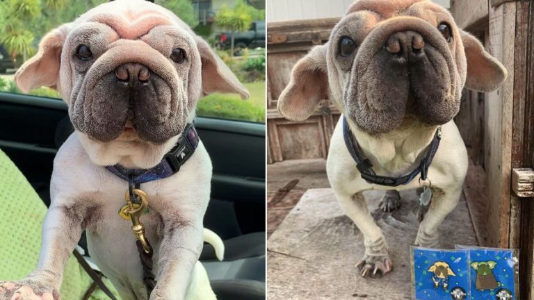 cute dog with log ears