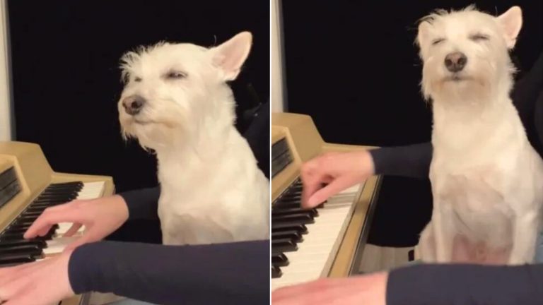 musician playing piano with dog in her lap