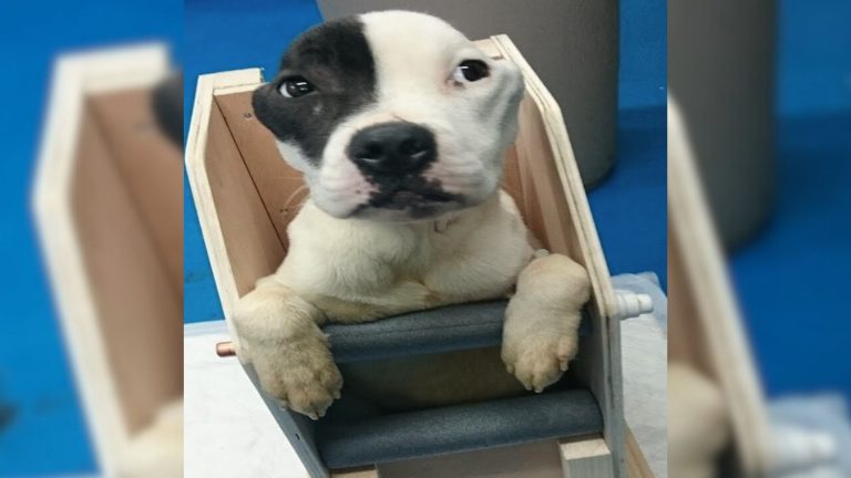 dog in high chair