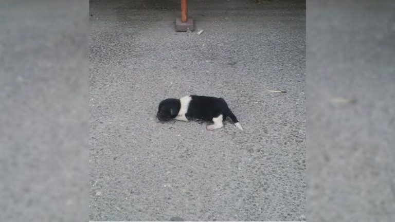 abandoned puppy