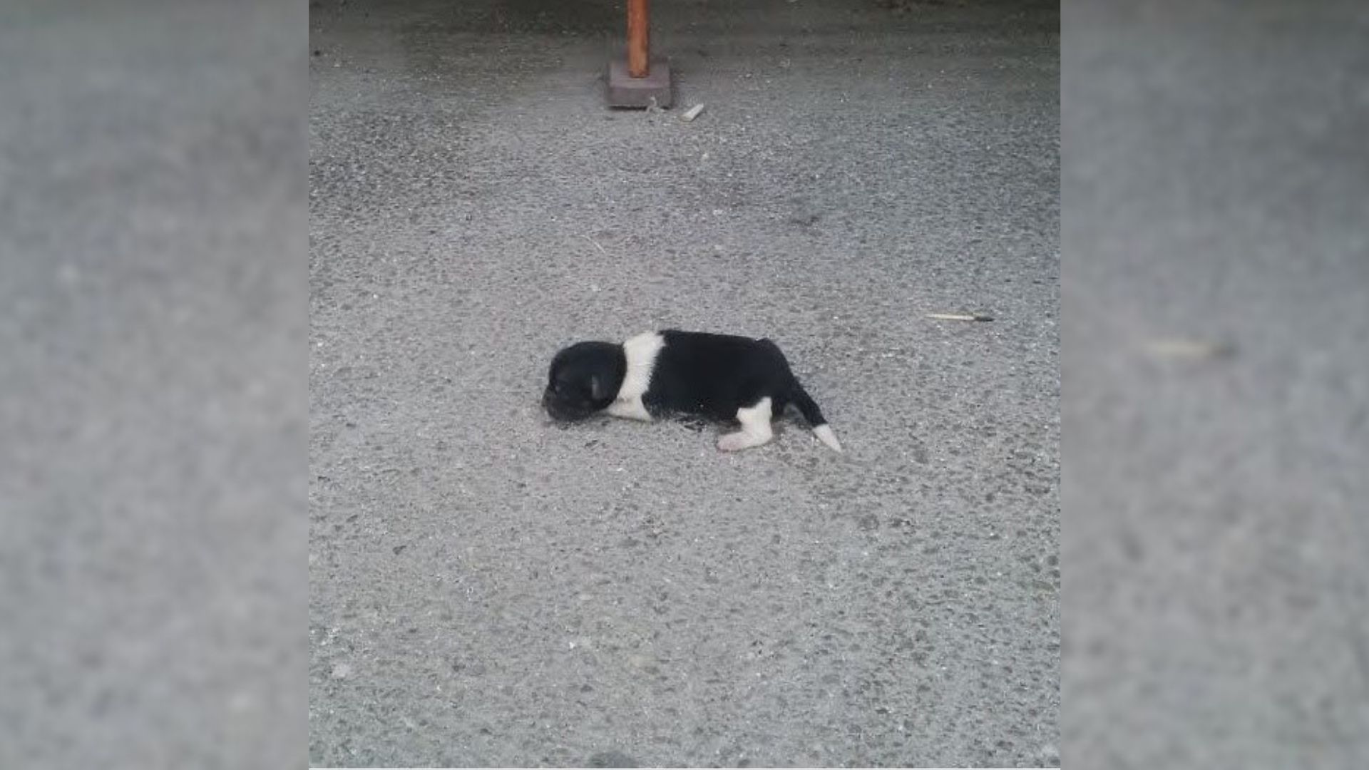 abandoned puppy