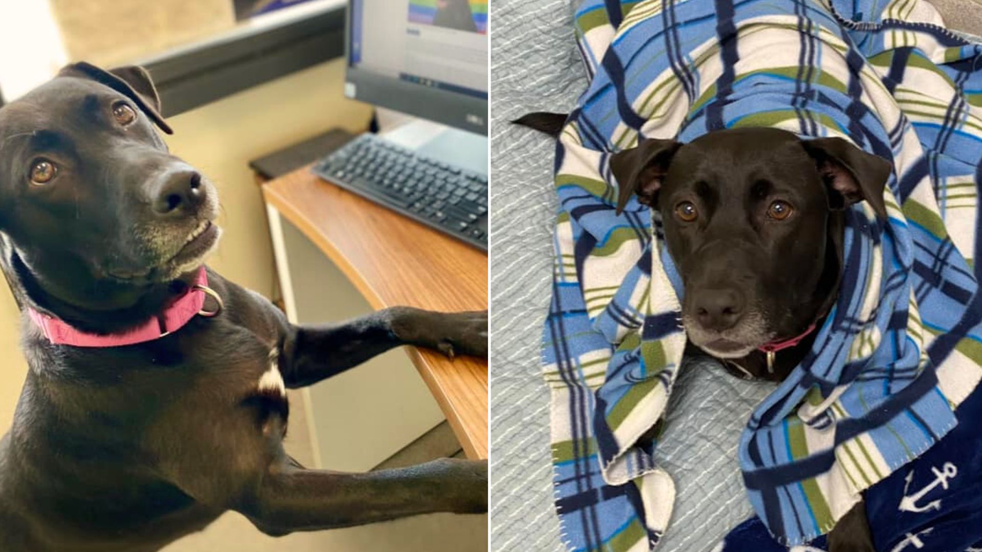 Overlooked Dog Living In A Shelter For More Than 1,000 Days Finally Gets Adopted