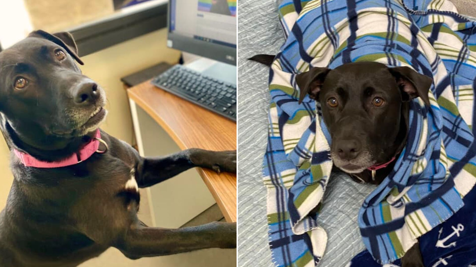 This Sweet Dog Was In A Shelter For Over 1000 Days But Then Something Amazing Happened