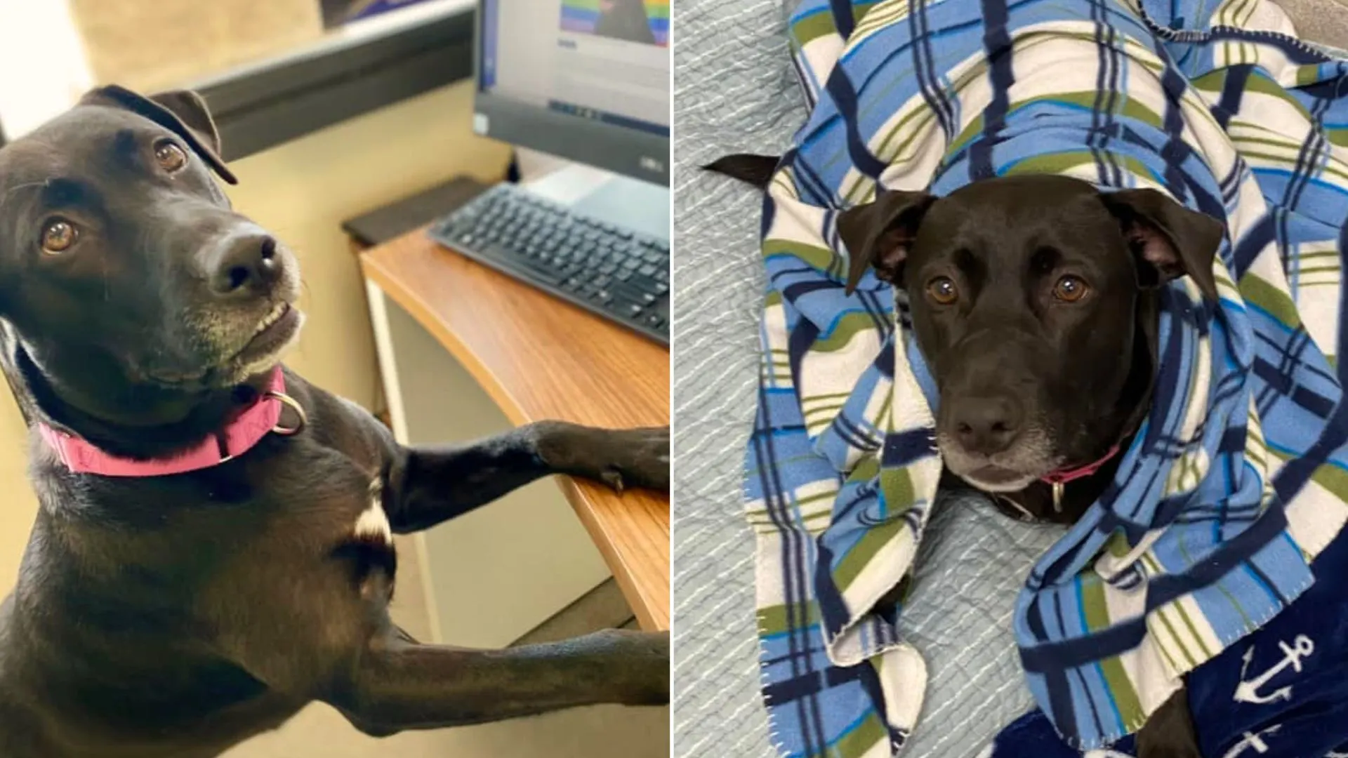 Perro ignorado que vivió en un refugio durante más de 1000 días finalmente es adoptado