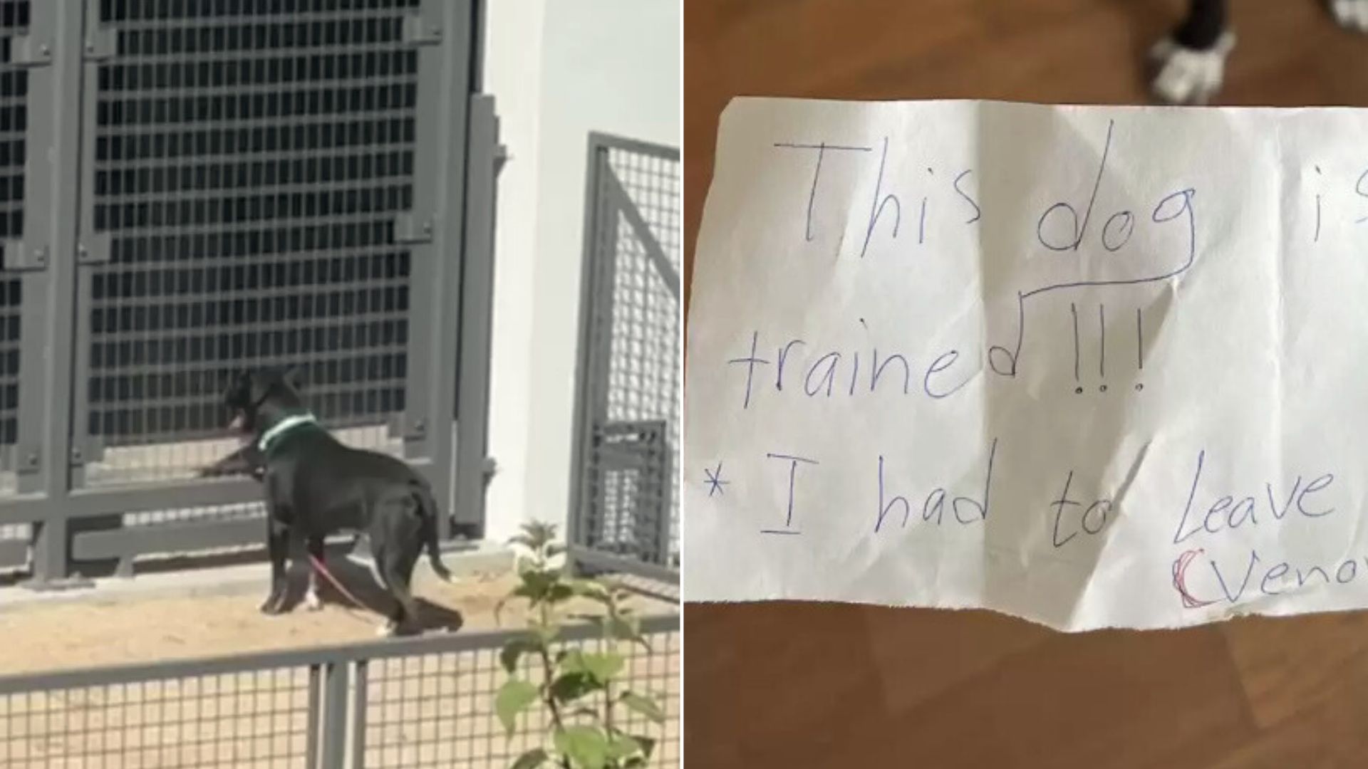 Woman Shocked To Find An Abandoned Dog Left In A Park With A Heartbreaking Note