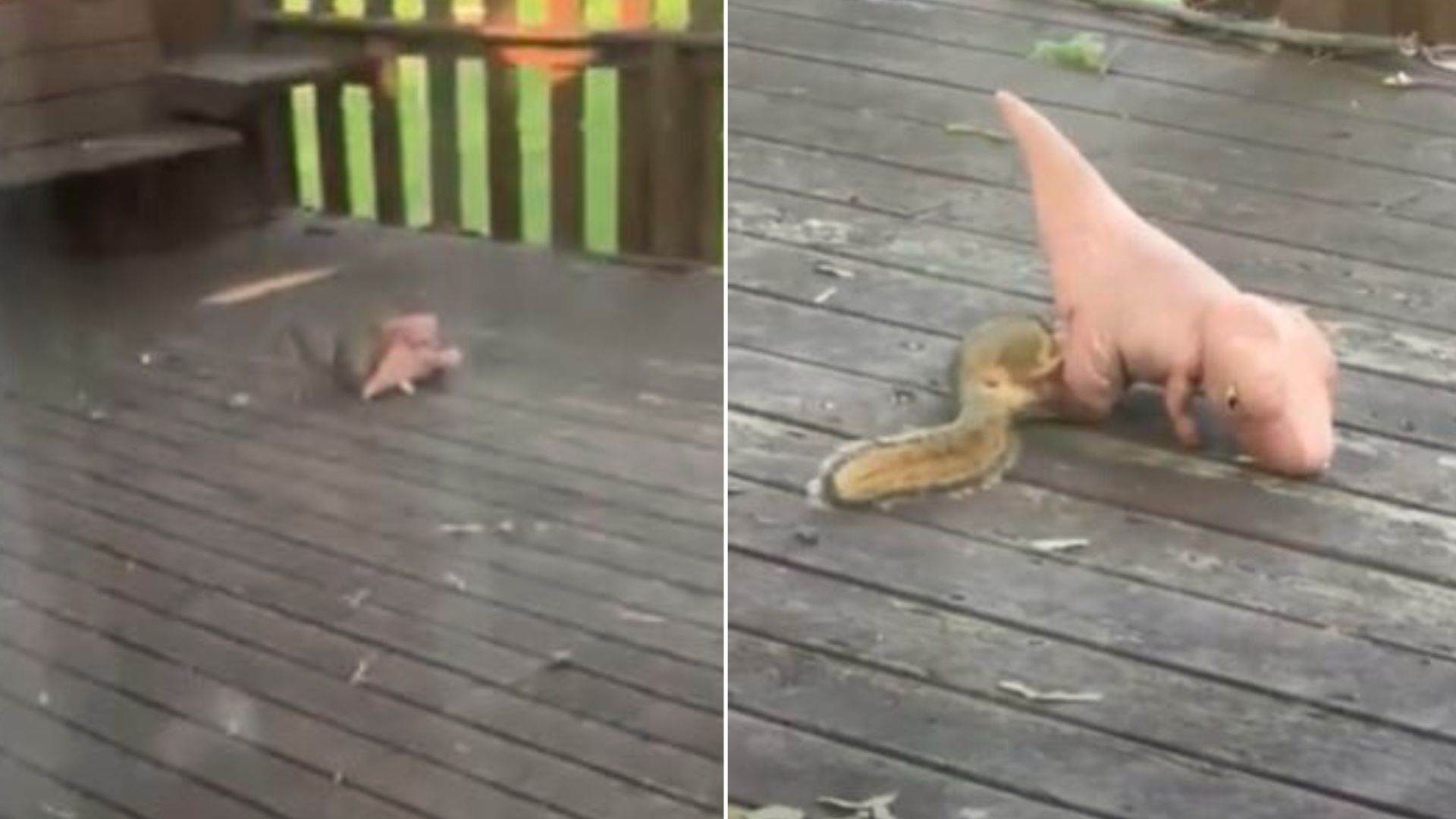 Man In Shock To Find A Tiny Intruder Playing With His Dog’s Favorite Toy