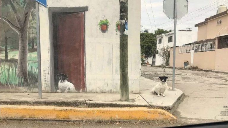dog on the sidewalk