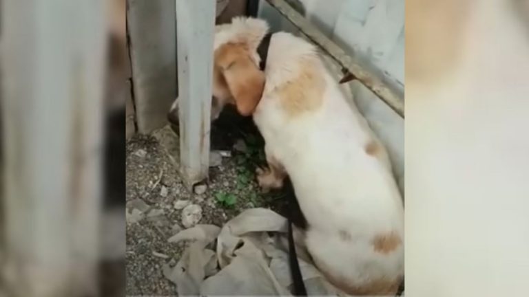 Owners Hurt Her So Much She Lost Faith In People