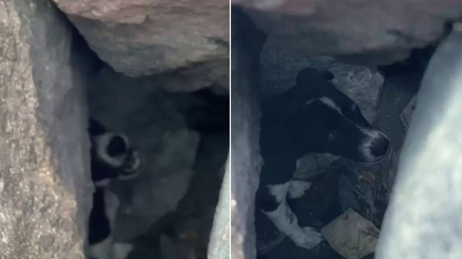 Rescuers In Shock To Discover A Desperate Dog Stuck Under A Boulder