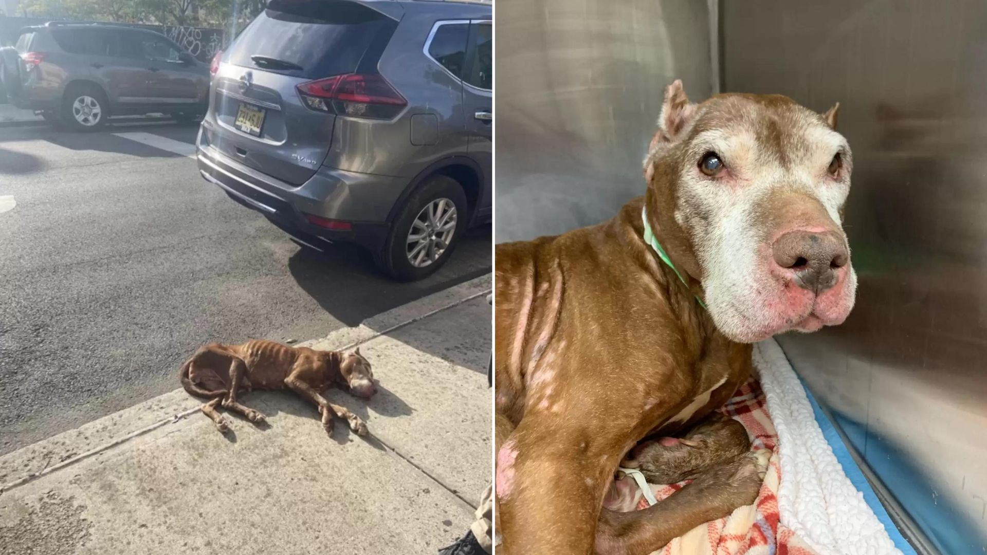 Starving Senior Dog Found Collapsed On A Sidewalk Saved At The Last Minute