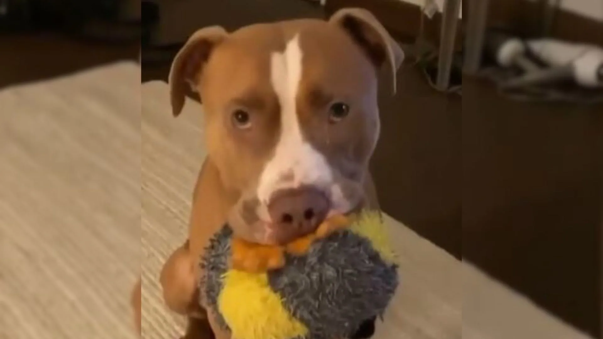 Pitbull se enfrenta a la eutanasia por haber salvado a un perrito resfriado en el último momento