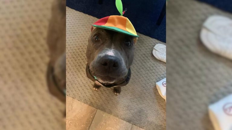 dog with propeller hat