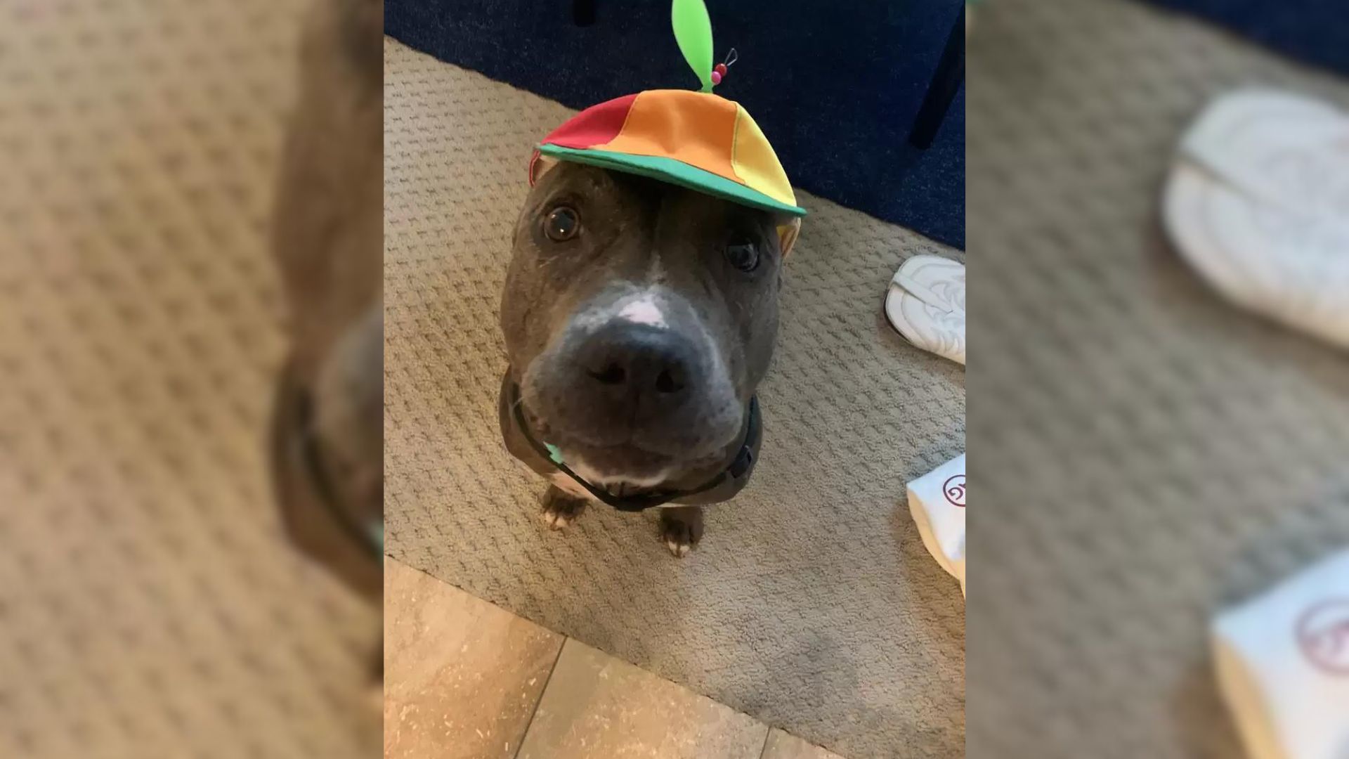 Pit Bull Who Almost Got Put Down Reminded Everyone How Adorable Her Breed Is Because Of A Propeller Hat