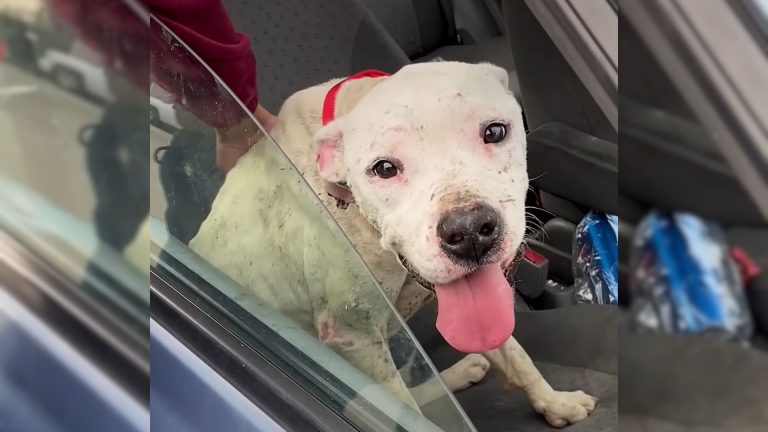 white dog in a car