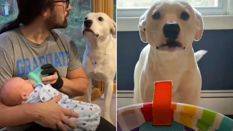 Pittie Loses The 'Baby Of The Family'