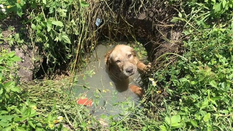 Police Officer Rescues Whining Puppy From The Septic Drain