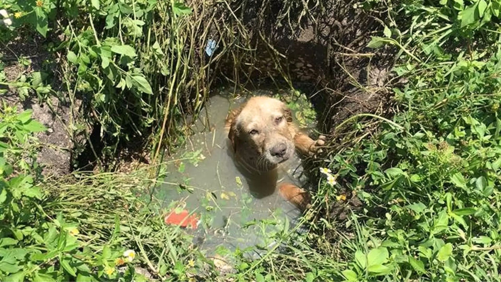 This Puppy Was Stuck In A Septic Drain Until An Officer Came And Rescued Him