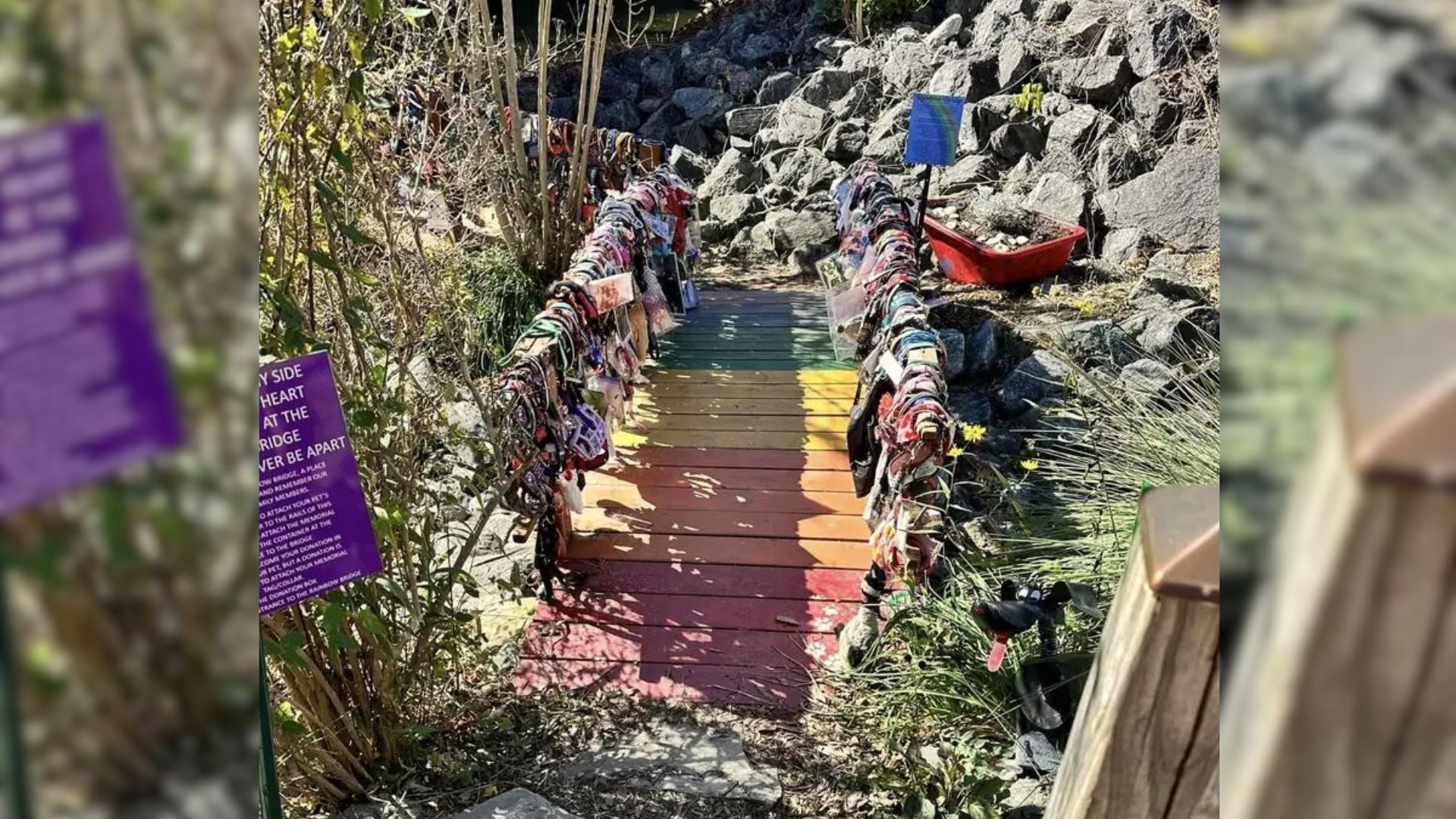 Real-Life Rainbow Bridge Is The Holly Place For The Dog To Pay Tribute To His Lost Canine Friends