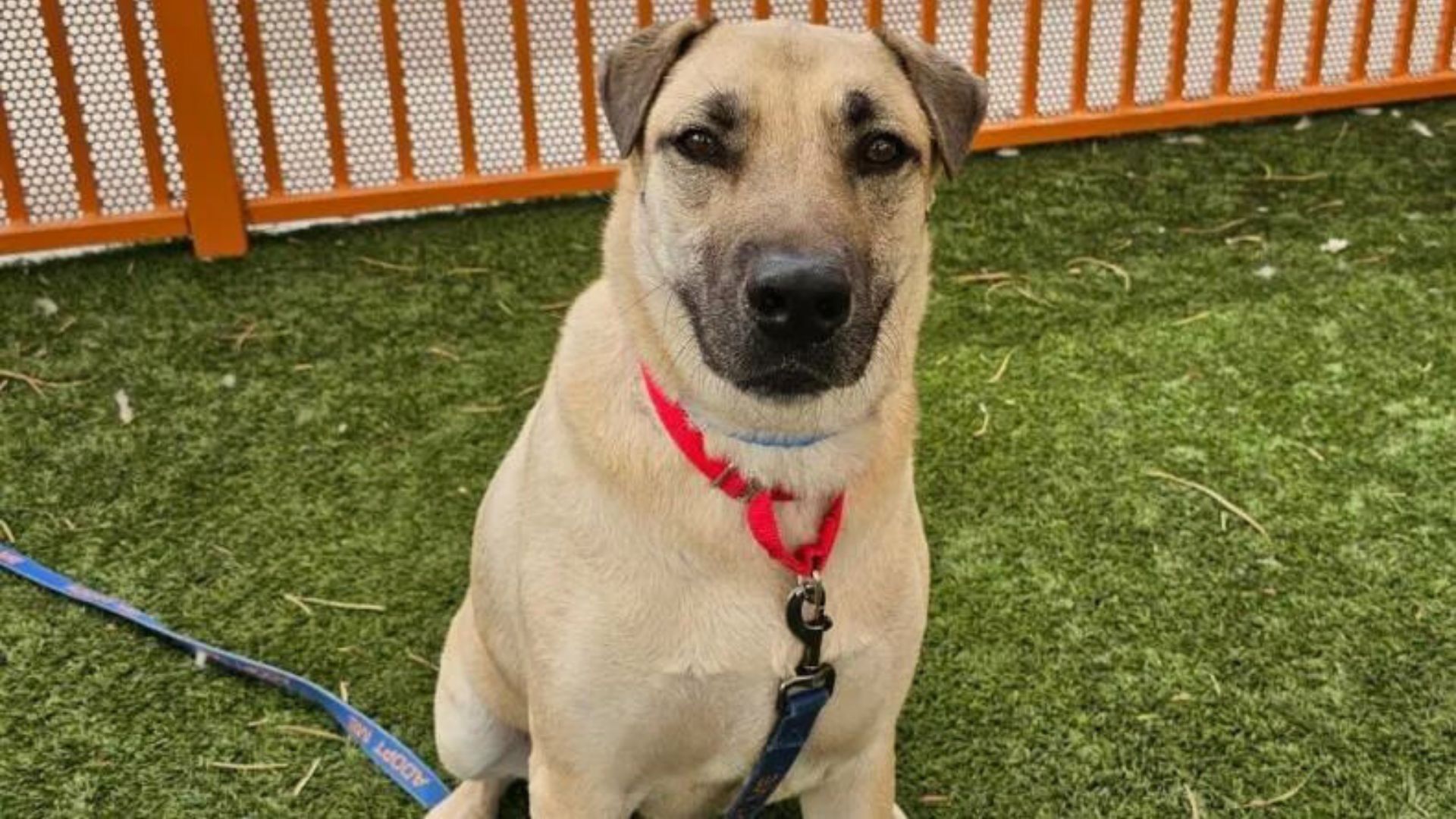 Rescue Dog Came Out Of His Shell After Taking A Day Trip Out From Shelter