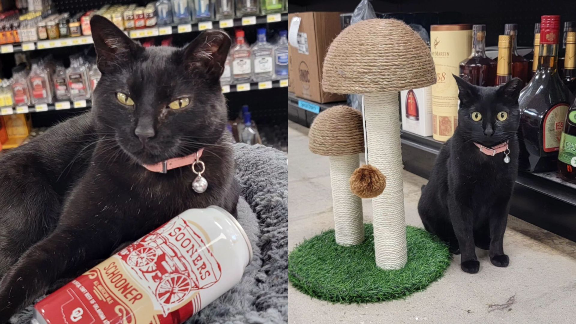 Rescue Kitty Finds A New Home In A Liquor Store